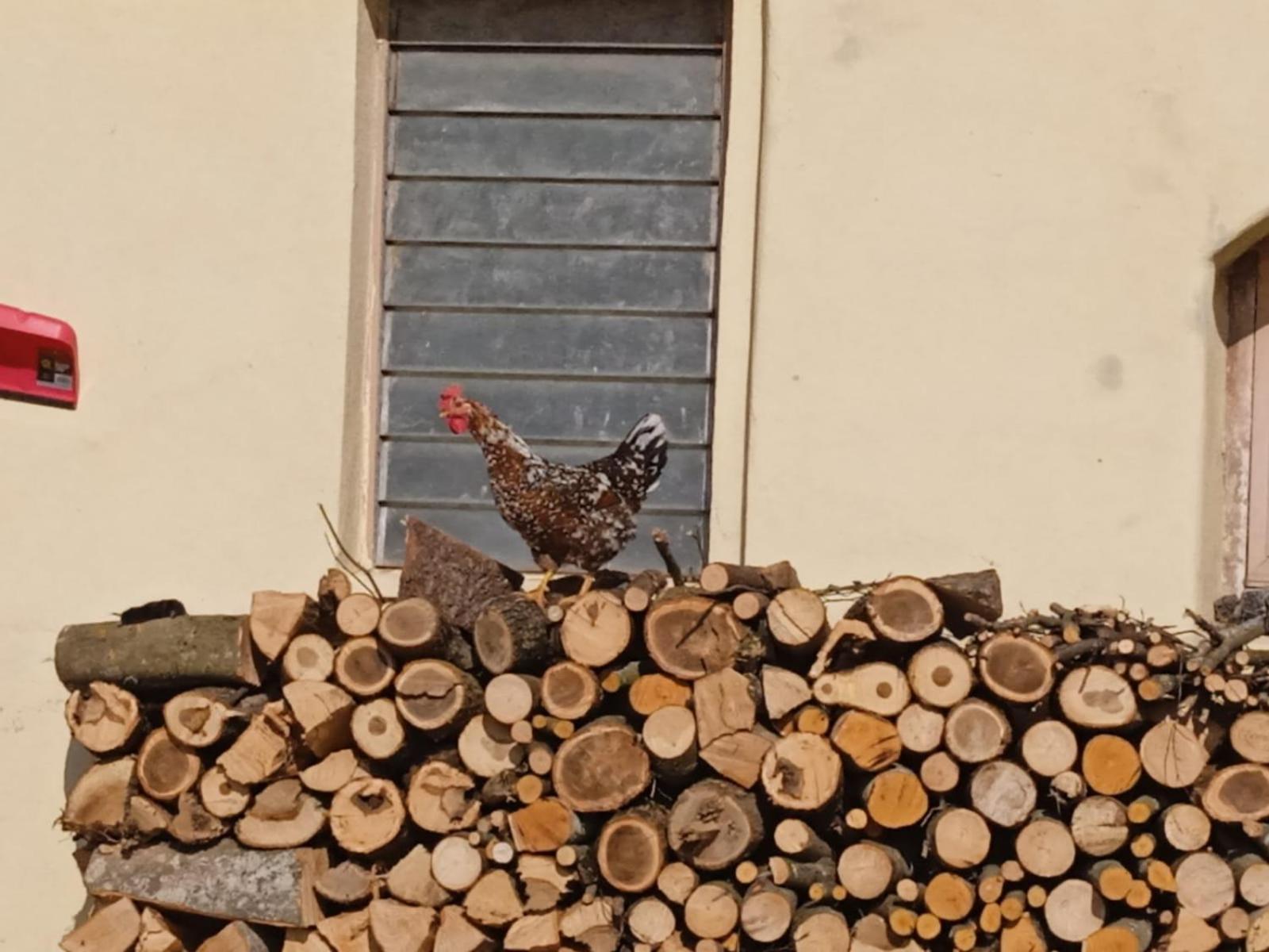 Maso Torbiera- Rural And Mountain Lodging Fiavè エクステリア 写真